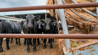 Eradicated pest returns to American soil as ranchers face 'really scary time' - Fox News