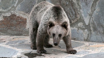Grizzly bear charges hiker at national park, drags him around 20 feet in brutal attack - Fox News
