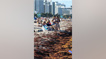 Excess beach seaweed causes BAD ODOR - Fox News