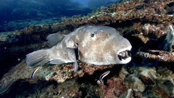 Warning issued to beachgoers for invasive pufferfish with insanely strong teeth - Fox News