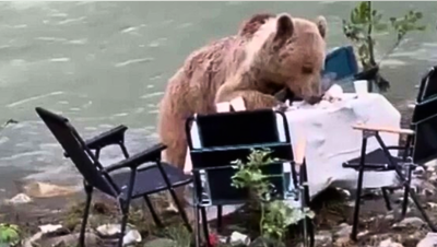 Hungry bear calmly raids picnic spread after approaching tourists in park - Fox News