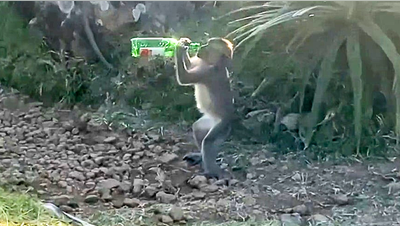 Cheeky monkeys caught swigging beer from bottles at popular island destination - Fox News