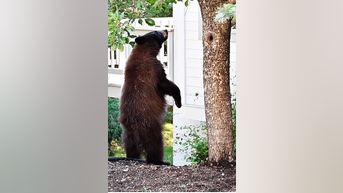 BLACK BEARS invade Lake Tahoe homes - Fox News