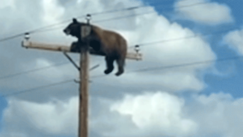 Drivers can't believe their eyes when they see what's on top of a light pole over rural highway - Fox News