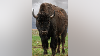 Fate of Yellowstone bison REVEALED - Fox News