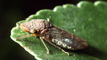 Costco says insect on plants sold could threaten vineyards and citrus trees - Fox News