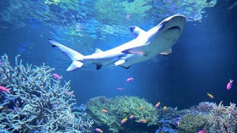 Shark Week advisory as warming waters send blacktips north along the East Coast - Fox News