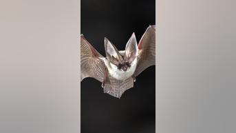 Rabid BAT found near zoo restaurant - Fox News