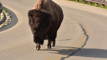 Massive animal takes out a vehicle at national park in wild viral clip - Fox News