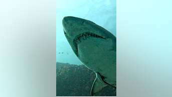 Shark SIGHTINGS trigger beach alarm - Fox News