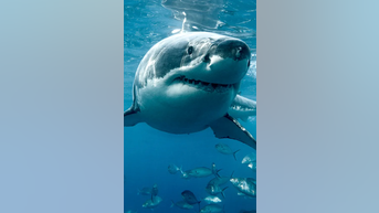Pros and cons of eating SHARK MEAT - Fox News