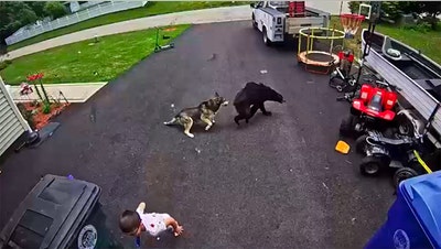 Brave family husky saves child from bear during frightening home encounter - Fox News
