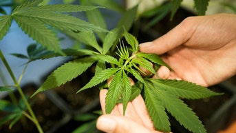 Alarming new study shows daily marijuana use passes alcohol, cigarettes - Fox News