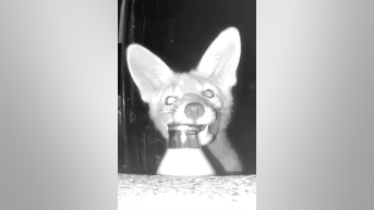 Fox caught on camera stealing MILK BOTTLES - Fox News