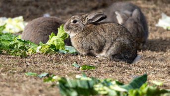Tick-borne 'rabbit fever' spreads with cases reported near major metro area - Fox News