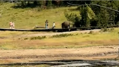 Yellowstone bison chases child during terrifying close encounter caught on camera - Fox News