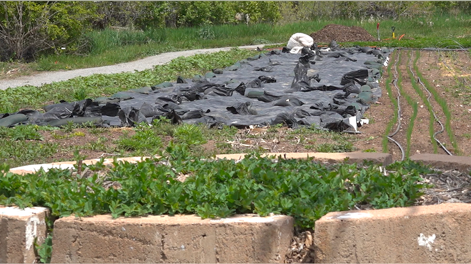 Veterans start to prepare the soil.