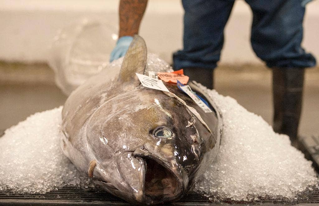Tuna sold in 16 states recalled after illnesses reported Fox Business