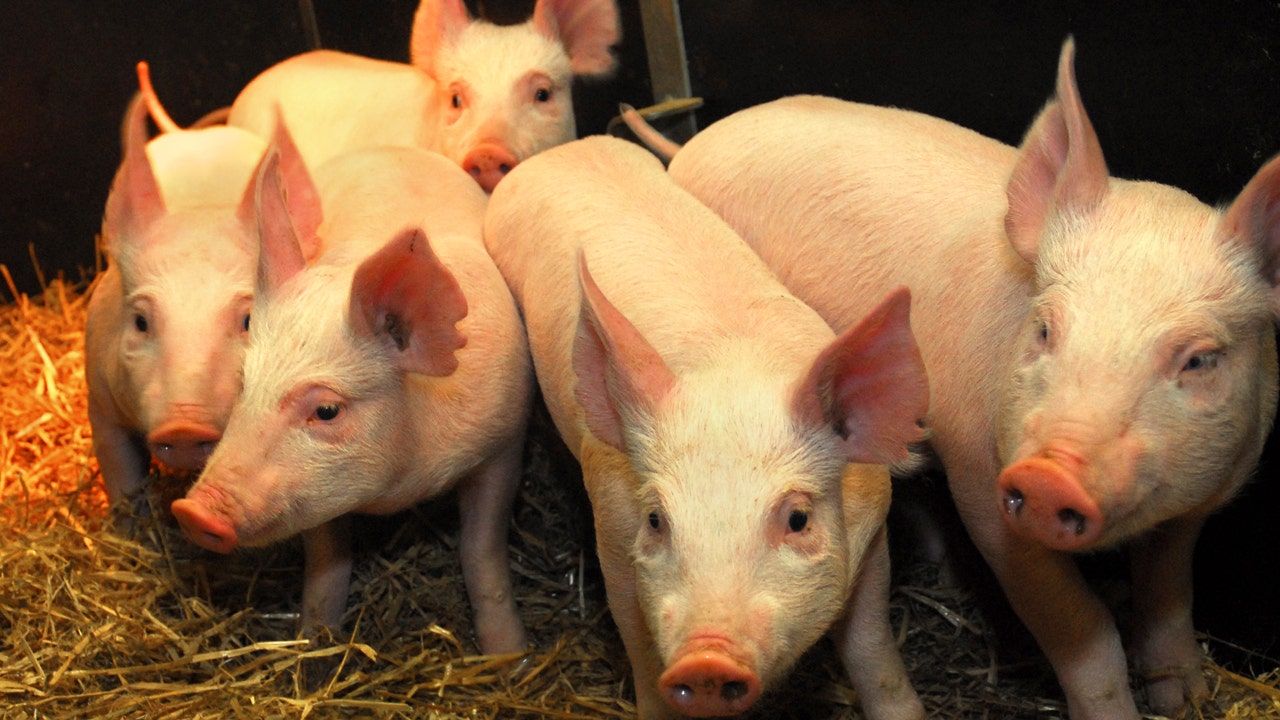 Are Genetically Modified Pigs Next After FDA Approves Salmon? | Fox ...