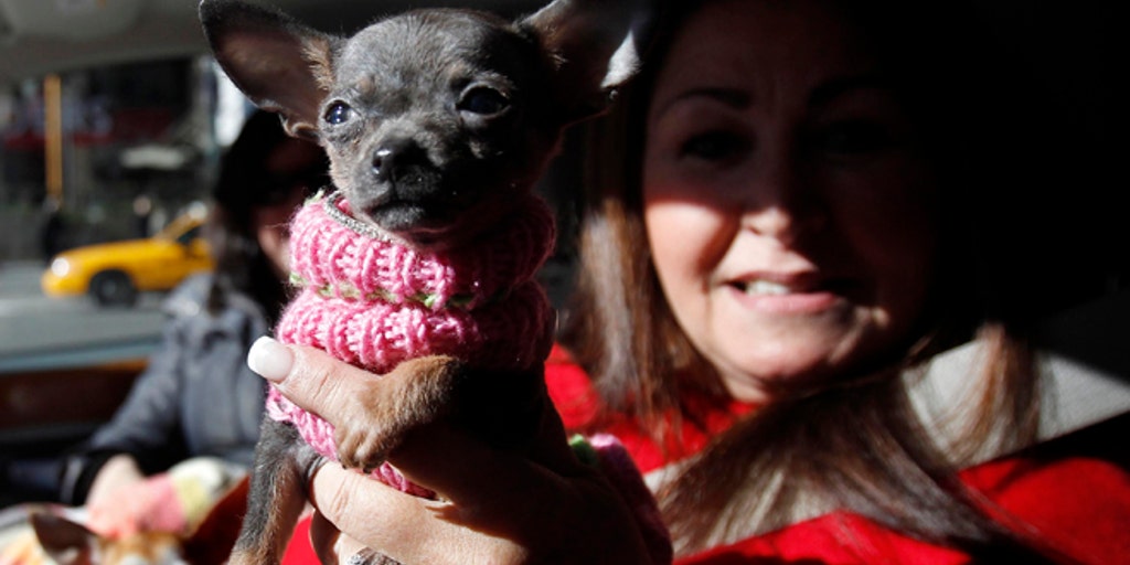 What Does It Cost To Show A Dog