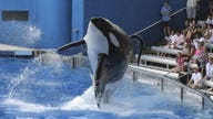 SeaWorld Drops OSHA Appeal, To Keep Trainers Away From Orcas