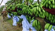 Banana Giants Chiquita, Fyffes Agree to $1.07B Merger