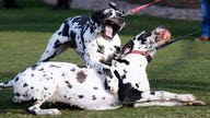 10 Dogs Most Often Blacklisted By Insurers