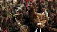 How 2015 Became the Year of the Cage-Free Hen