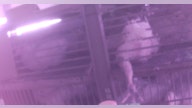Tyson Foods Under Fire As Second Video Shows Chicken Abuse