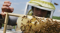 Large study links key pesticide to weakened honeybee hives