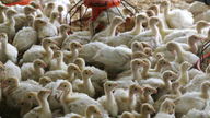 USDA petitioned to include poultry in humane slaughter law