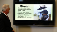 Iowa group sues United over death of giant rabbit, Simon