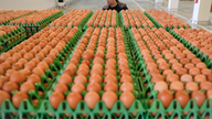 Former Dutch government minister to lead tainted egg probe