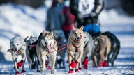 4 Teamwork Lessons from The Iditarod
