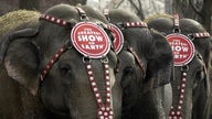 Ringling Bros. Eliminating Elephant Acts