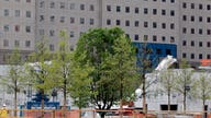 What the Survivor Tree at Ground Zero Can Teach Us