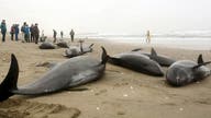 Japan’s Dolphin Hunt Poses Threat to Olympics