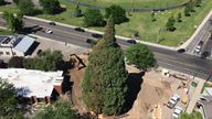 Rolling sequoia: Idaho tree tied to John Muir set for move