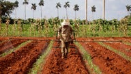 Cuba's New Threat Could be U.S. GMOs