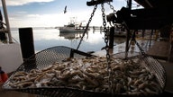 New England shrimp industry hurt by warm waters that could spike prices