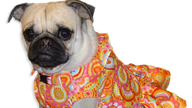 Art Teacher Creates Clothes for Pampered Pups