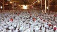 The Bird Flu Outbreak – By the Numbers