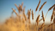 Discovery of Rogue GMO Wheat Raises Major Red Flags