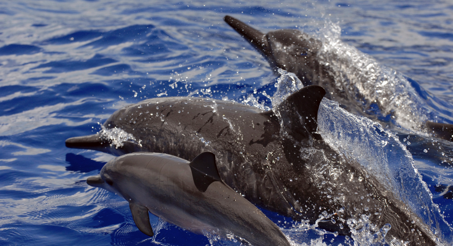 Hawaii Tour Operator Gets Rare Fine For Harassing Dolphins Fox Business