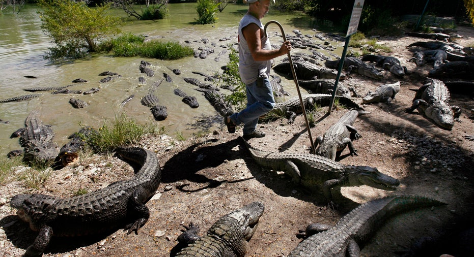 ENVIRONMENT ALLIGATORS