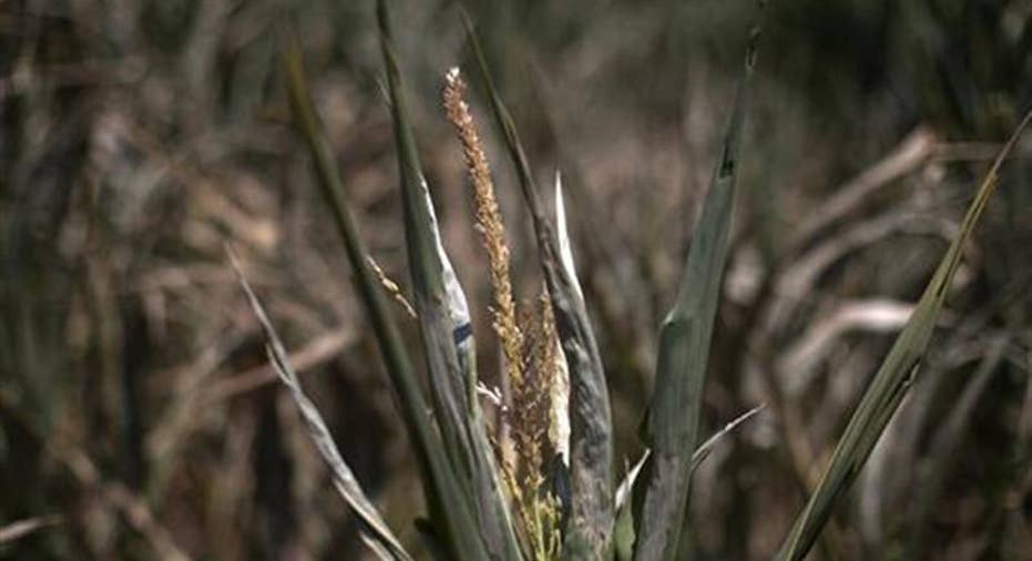 USA-GRAINS/DROUGHT