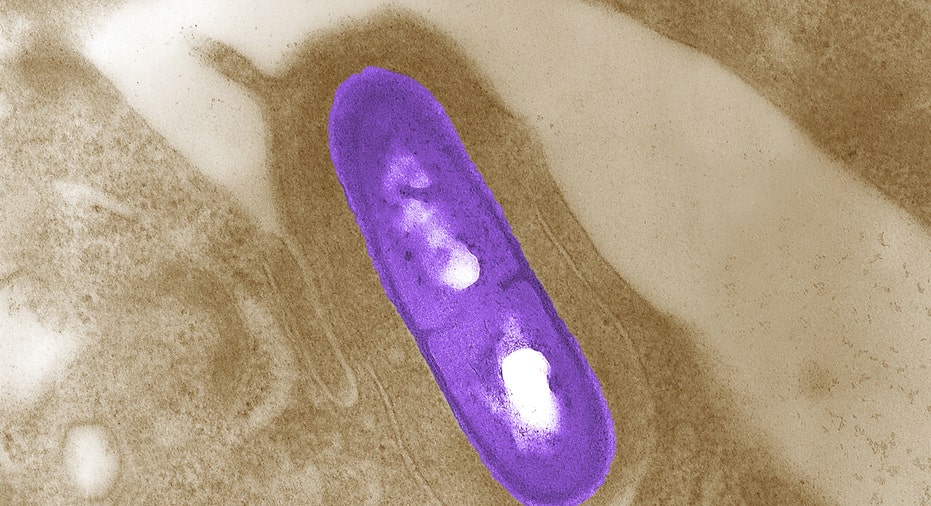 FBN listeria bacterium