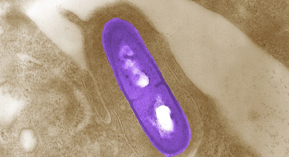 FBN listeria bacterium