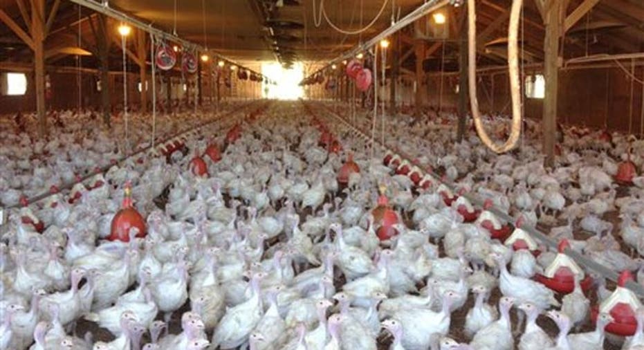 turkey, flock, poultry farm, poultry industry, bird flu