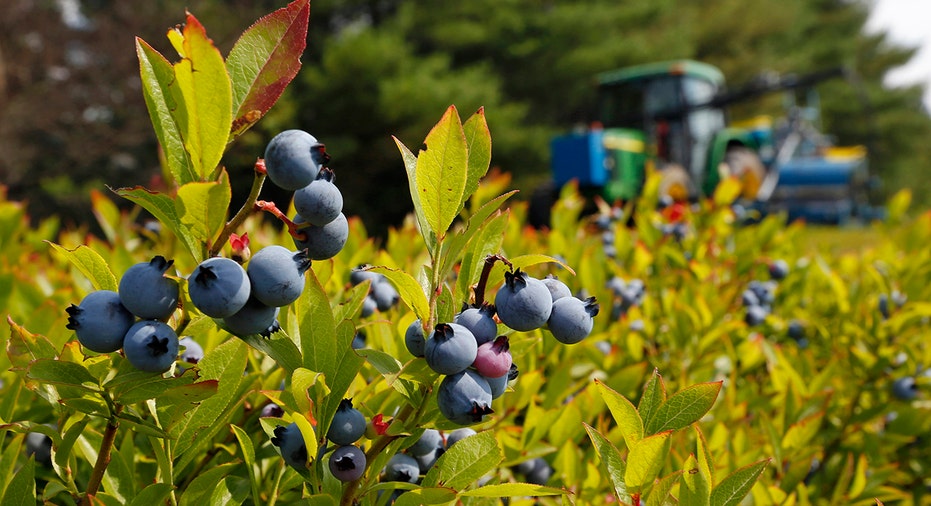 Blueberry Farm AP FBN